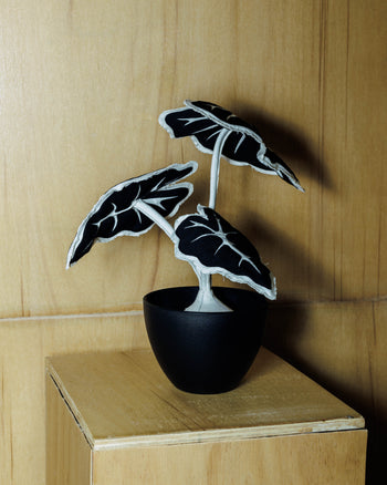 HAKKEI Black Alocasia