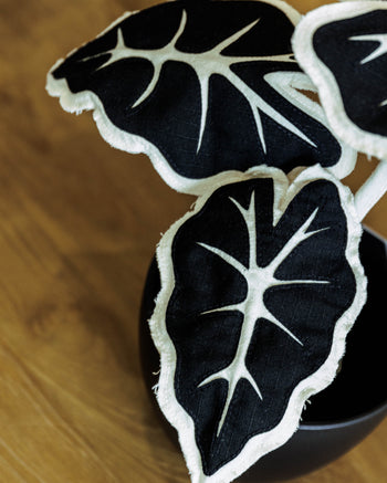 HAKKEI Black Alocasia