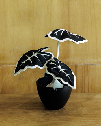 HAKKEI Black Alocasia