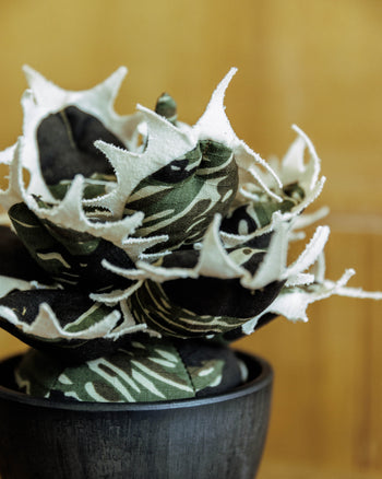 HAKKEI Agave Titanota Unhappy Doji