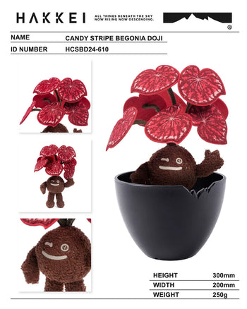 HAKKEI - Candy Stripe Begonia Doji