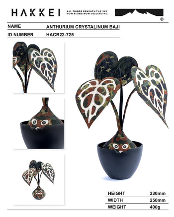 HAKKEI -  Anthurium Crystalinum Baji