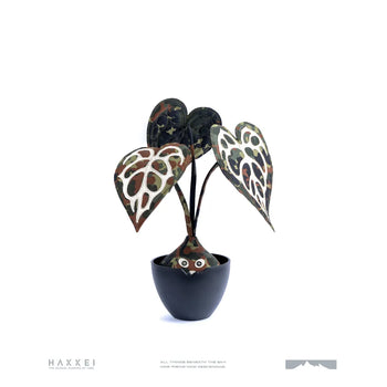 HAKKEI -  Anthurium Crystalinum Baji