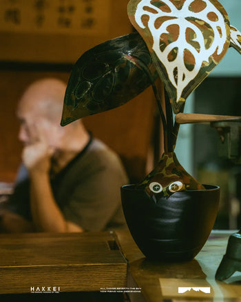 HAKKEI -  Anthurium Crystalinum Baji