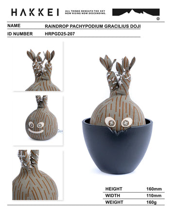 HAKKEI -  Raindrop Pachypodium Gracillius Doji