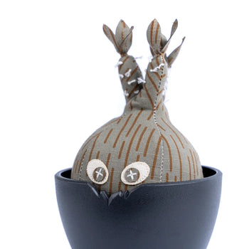 HAKKEI -  Raindrop Pachypodium Gracillius Doji