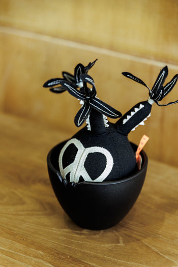 HAKKEI - Peace Pachypodium Gracilius