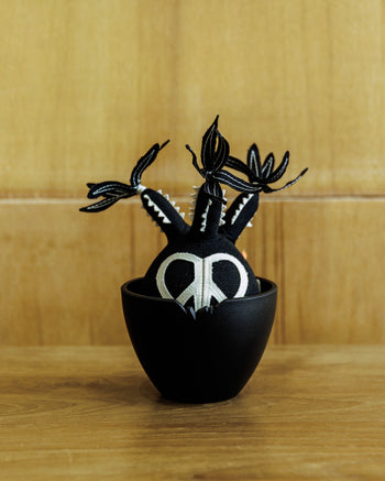 HAKKEI - Peace Pachypodium Gracilius