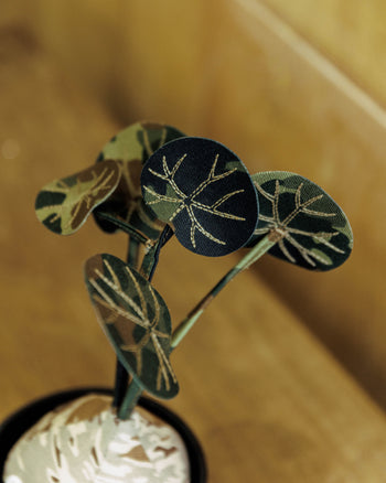 HAKKEI Stephania Erecta Auspicious 5 Doji