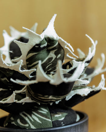 HAKKEI Agave Titanota Unhappy Doji