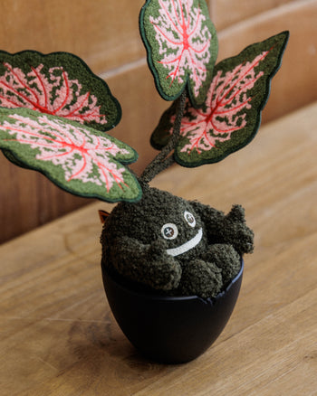 HAKKEI -  Caladium Doji