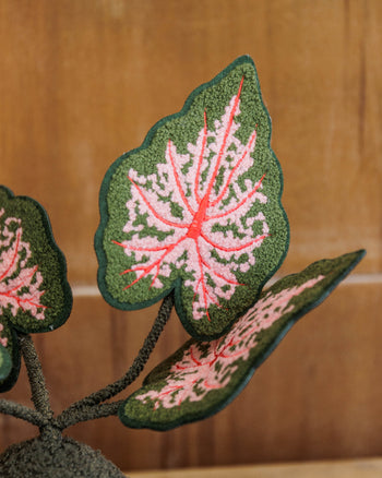 HAKKEI -  Caladium Doji